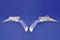 Wyatt Gatling Chrome Teardrop Mirror Set with Billet Skull Stems - 34-0133